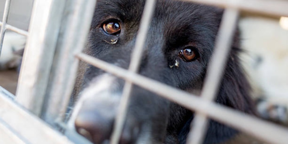 sad caged dog